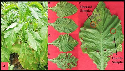 Effect of disease severity on the structure and diversity of the phyllosphere microbial community in tobacco